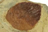 Double-Sided Fossil Leaf (Beringiaphyllum) Plate - Montana #271041-3